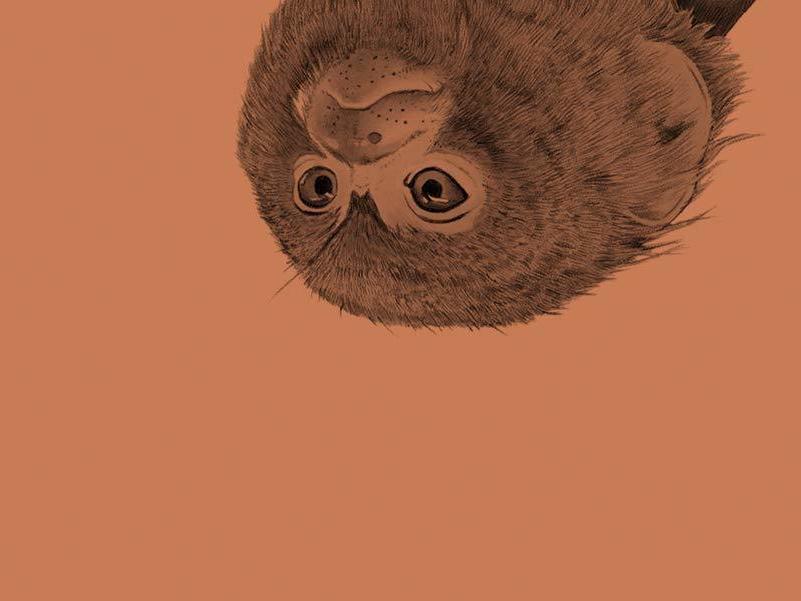 'Mitz' the marmoset was definitely not afraid of Virginia Woolf