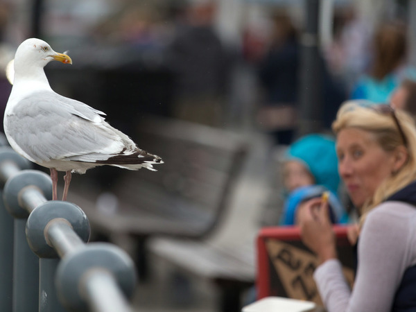 A seagull watches as people eat at a seafront in England.