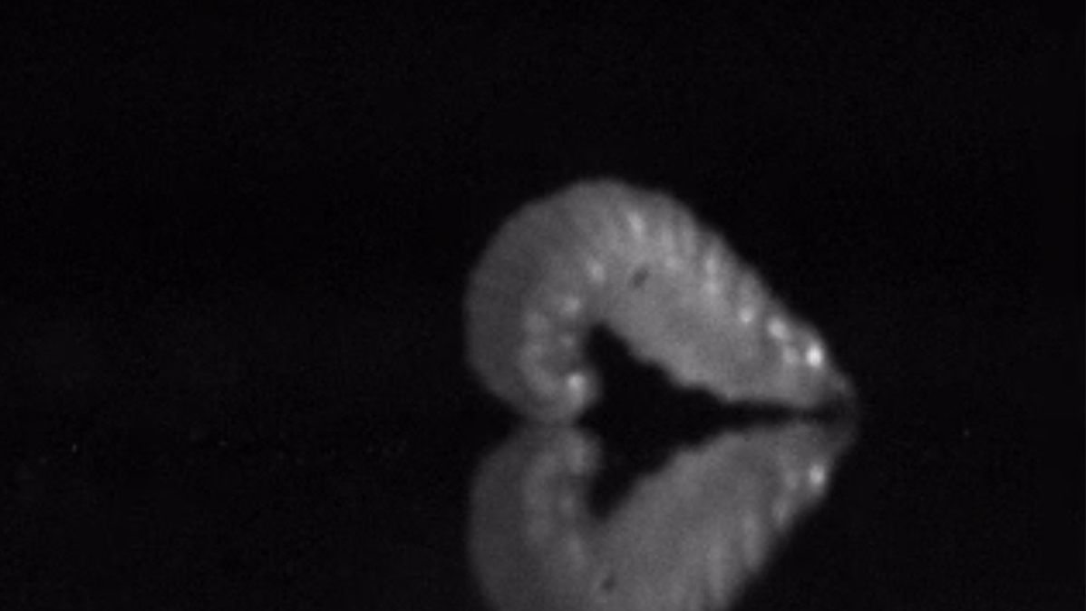 Scientists Find Out How Leaping Maggots Leap - NPR thumbnail