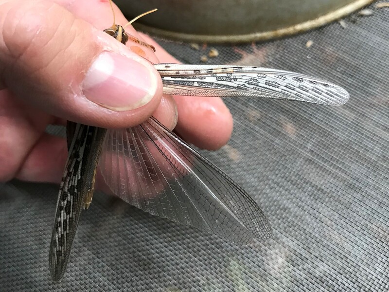 What To Feed Locusts NPR
