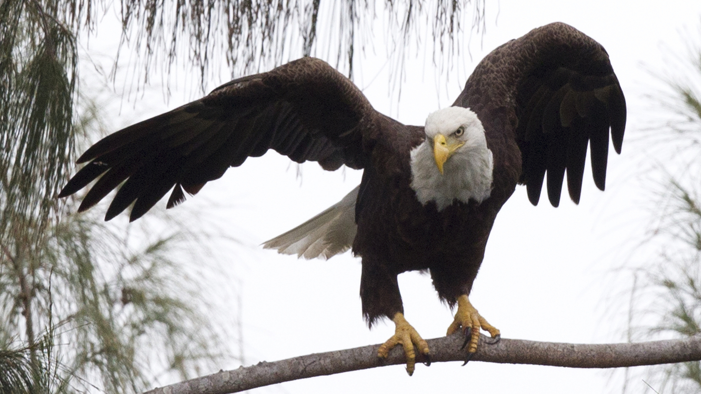 Trump Administration Makes Major Changes To Protections For Endangered Species