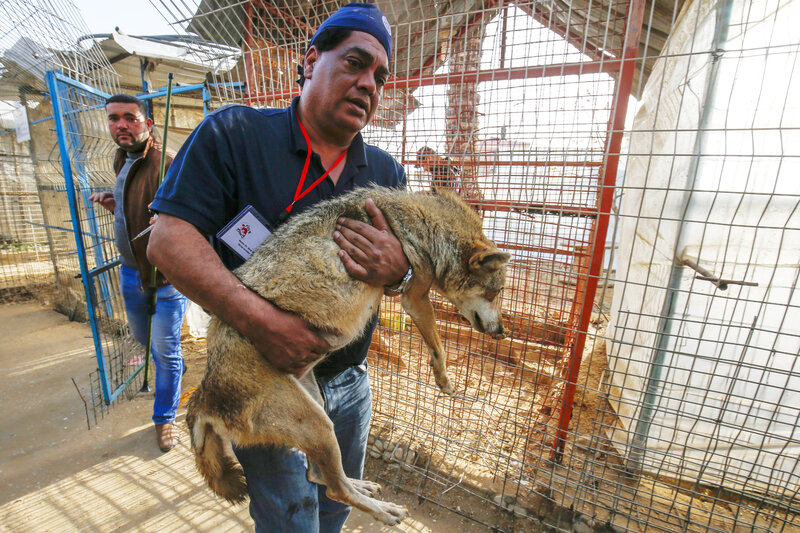 four paws dog rescue