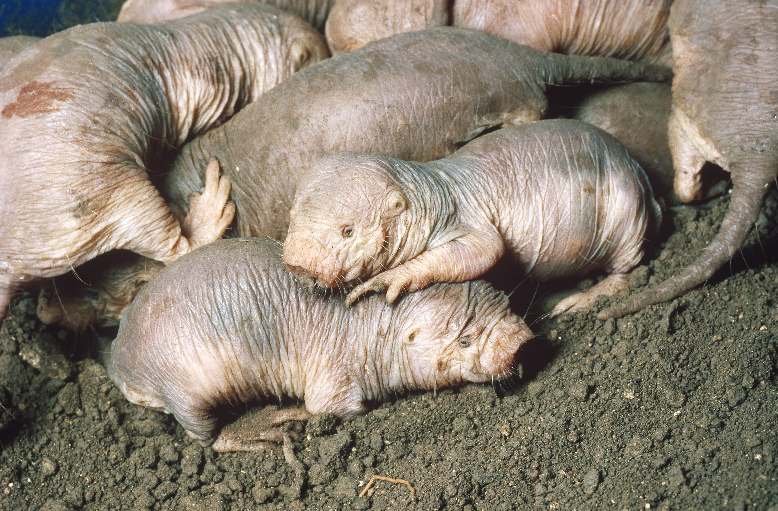 What Can Naked Mole Rats Teach Researchers About Longevity And Resilience?  : Shots - Health News : NPR