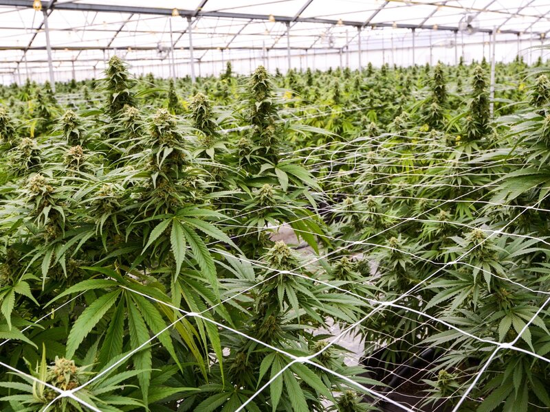 DEA May Soon Allow More Growers To Produce Cannabis For Medical Research :  Shots - Health News : NPR