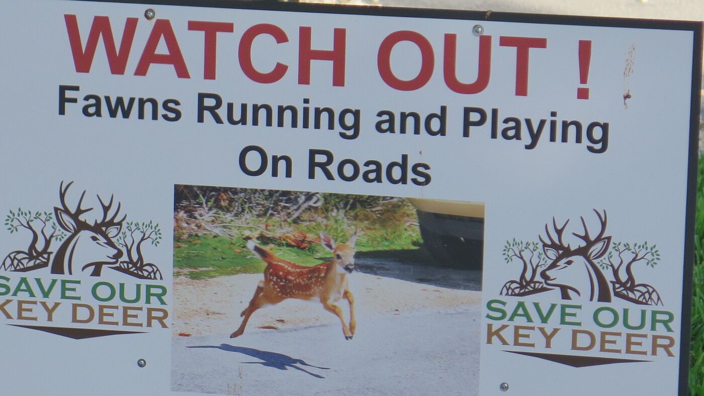 Trump Administration Opens Door To Dropping Florida's Key Deer From Endangered List