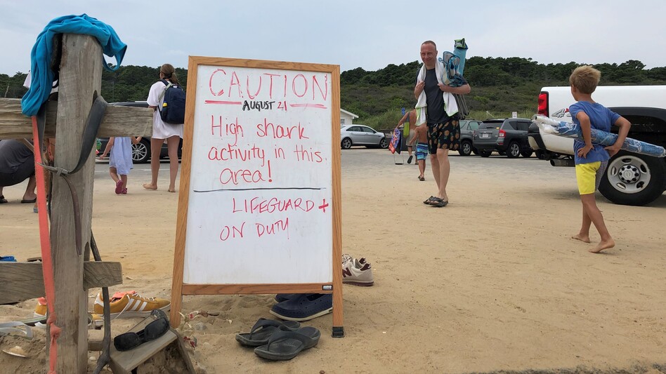A sign warns beachgoers about sharks in the water at Newcomb Hollow Beach in Wellfleet, Mass. (Sarah Mizes-Tan/WCAI)