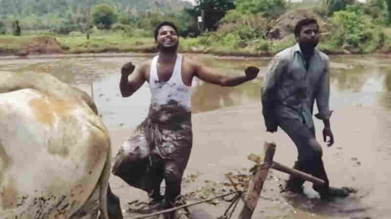 Whatever Happened To ... The Farmers Who Danced In The Mud For The 'Kiki Challenge'?