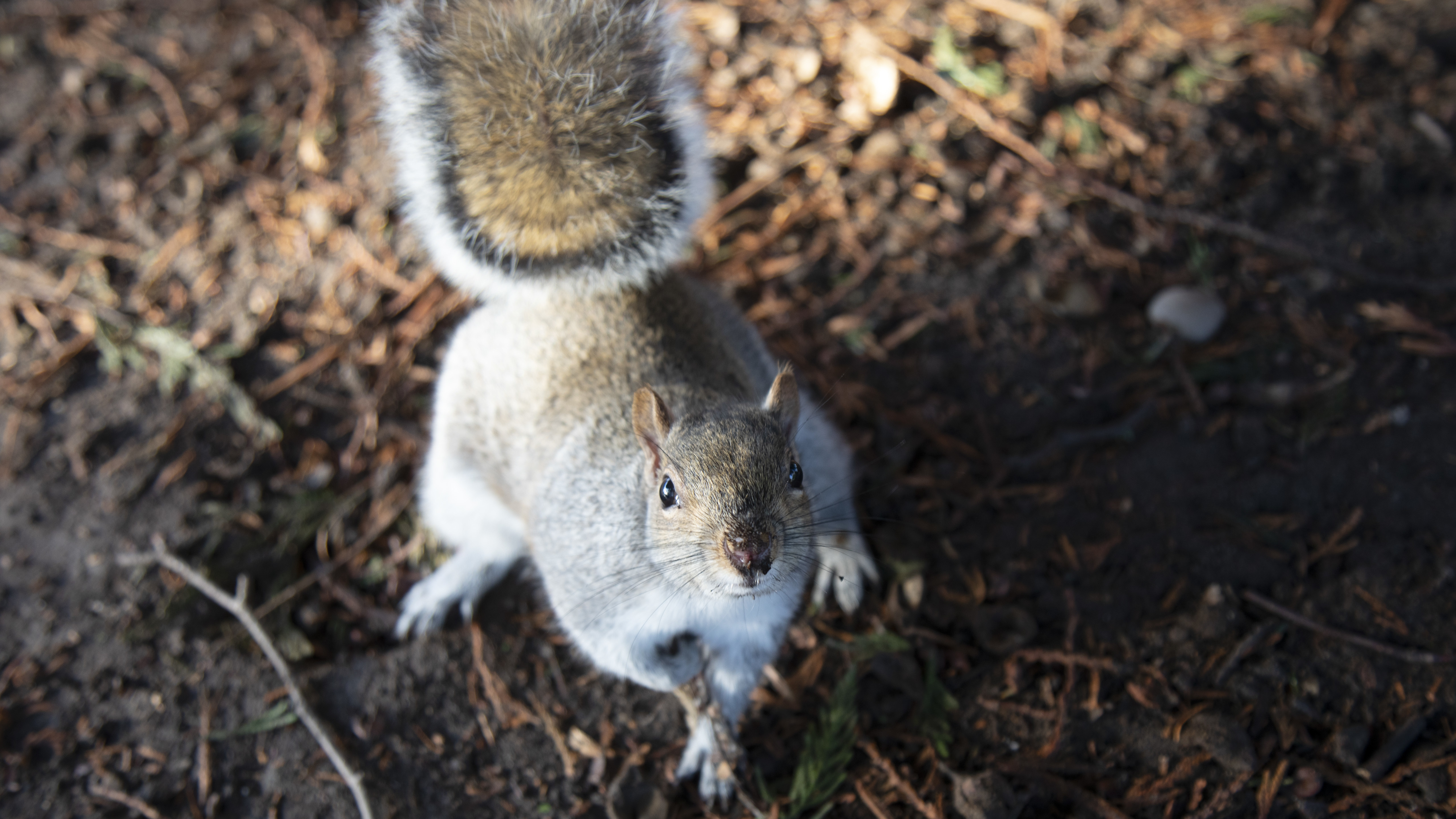 The sounds of pleasant, relaxed bird chatter made eastern grey squirrels resume foraging more quickly after hearing the sounds of a predator, researchers found.