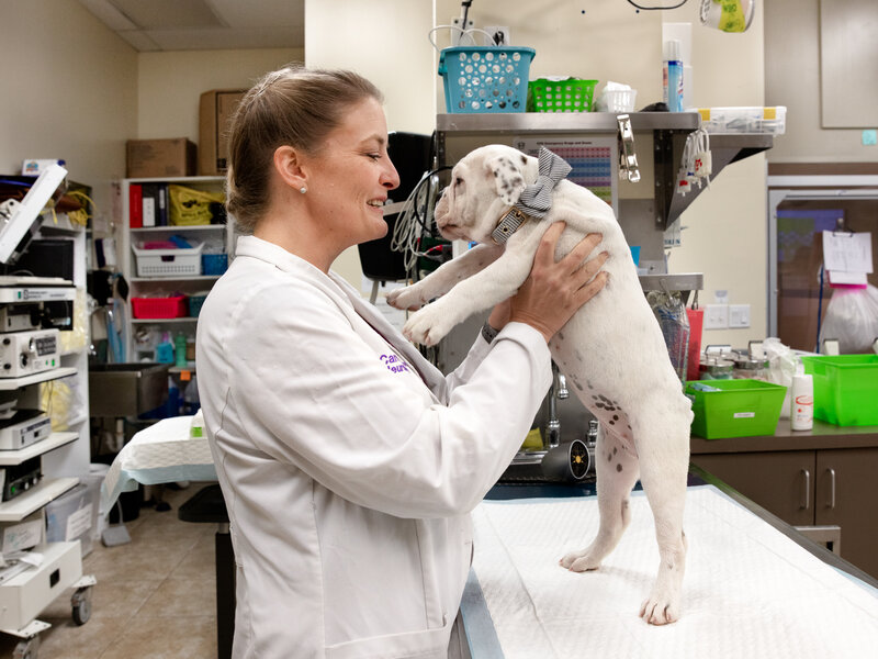 how-much-do-veterinarians-make-supermoney