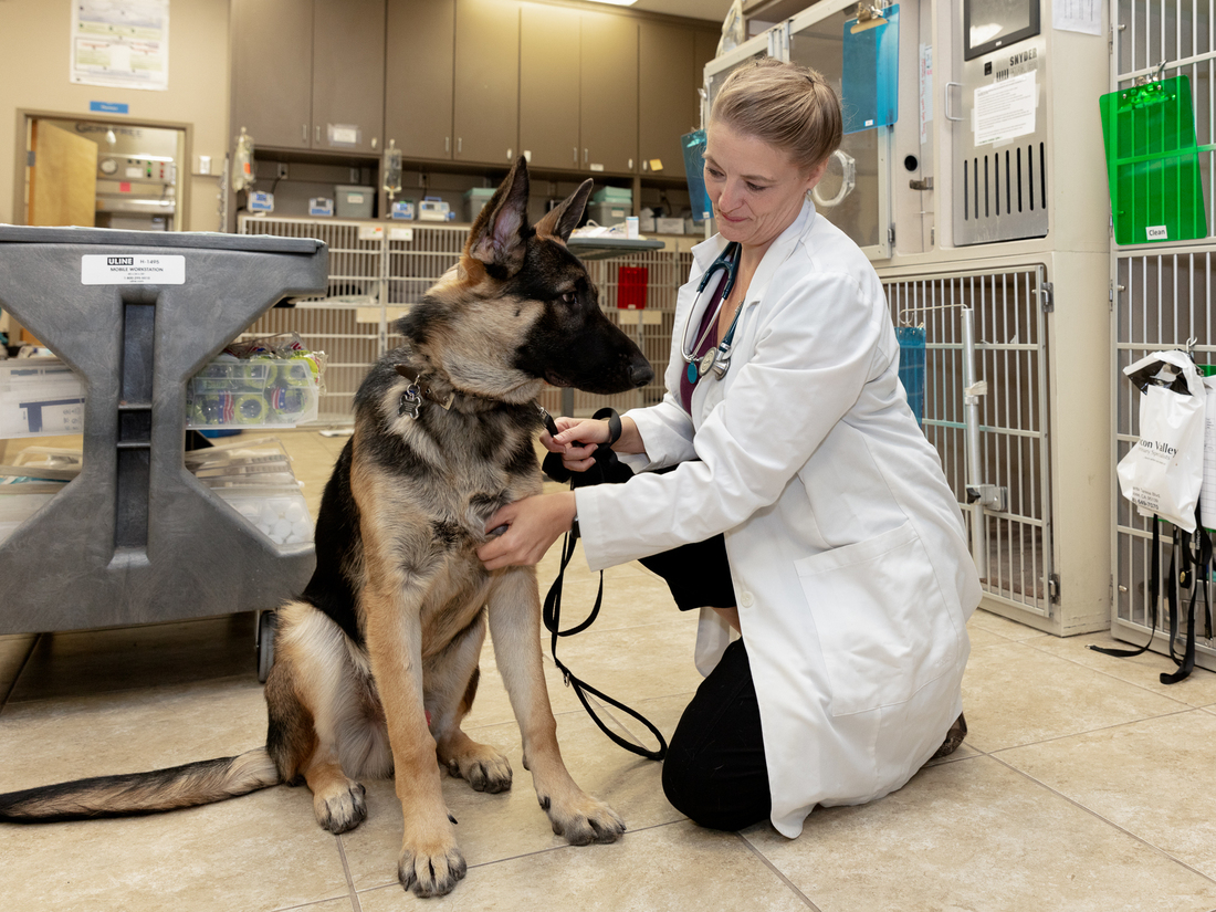 Veterinarians Are Killing Themselves. An Online Group Is There To