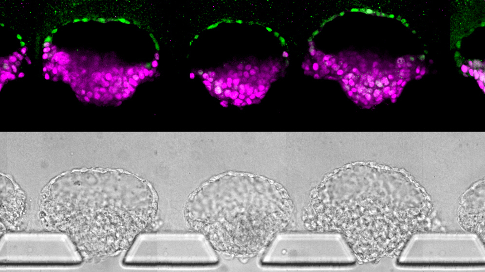 'Synthetic' Human Embryos Can Now Be MassProduced Shots Health News NPR