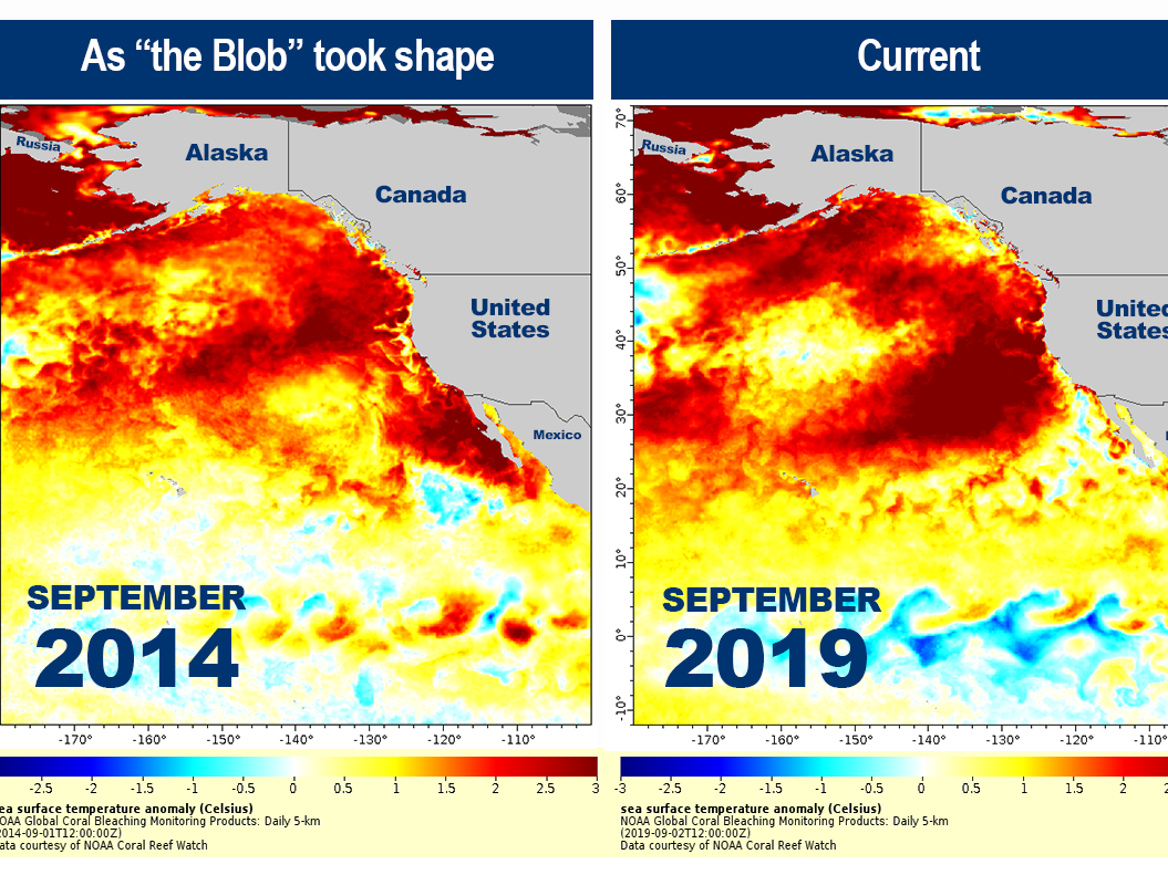 Is 'The Blob' Back? Latest Marine Heat Wave Could Pose New Risks To Sea Life