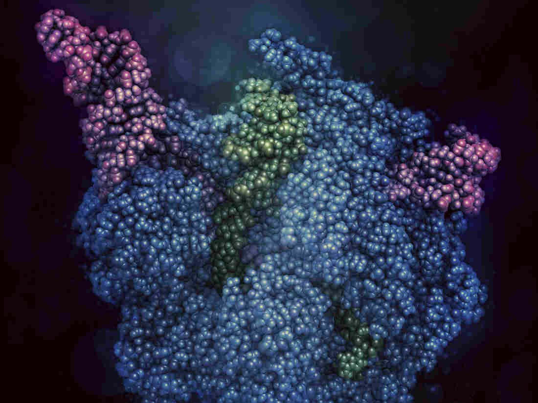 CRISPR-CAS9 gene editing complex from Streptococcus pyogenes.