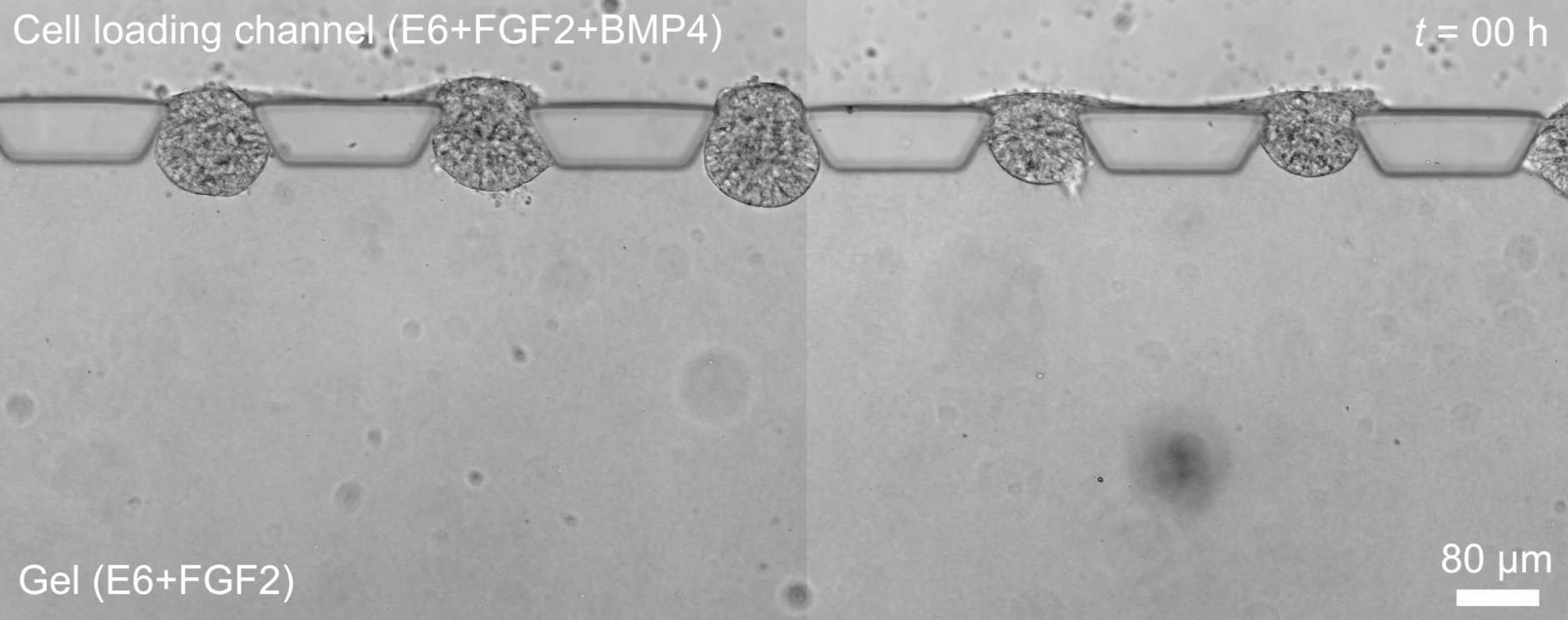 Scientists Create A Device That Can Mass-Produce Human Embryoids