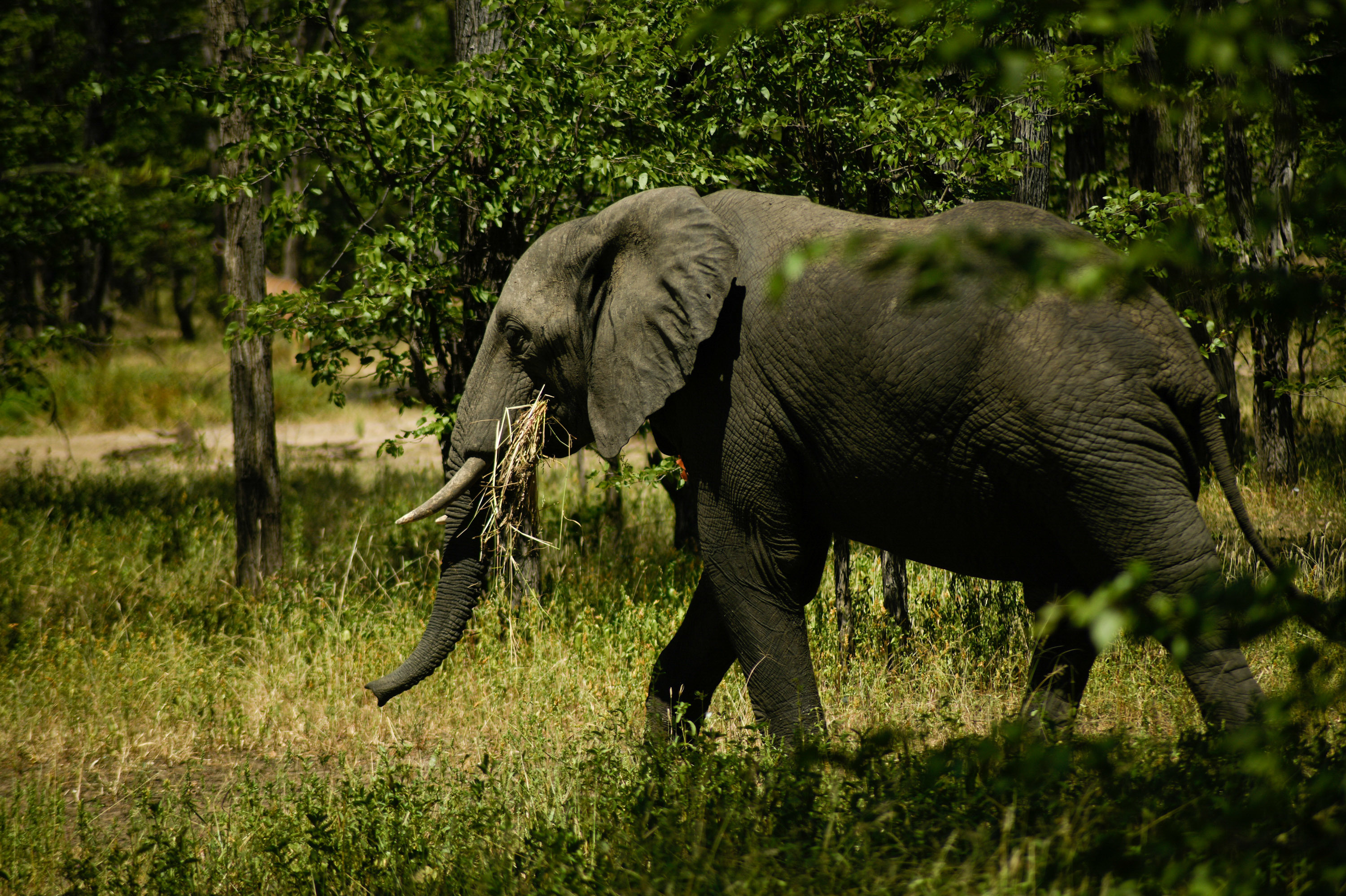 There are two kinds of elephants in Africa: the forest elephant and the savanna elephant (above), photographed this past spring in Liwonde National Park in Malawi. The Great Elephant Census found that Africa's savanna elephant population decreased by about a third in the seven years between 2007 and 2014. (Thoko Chikondi for NPR)