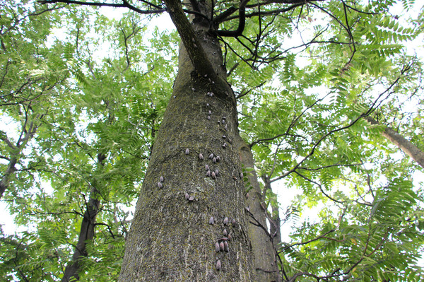 Spotted lanternflies on the trunk of a Tree of Heaven, its favorite host plant, along the Ironton Rail Trail in Berks County, Pa.