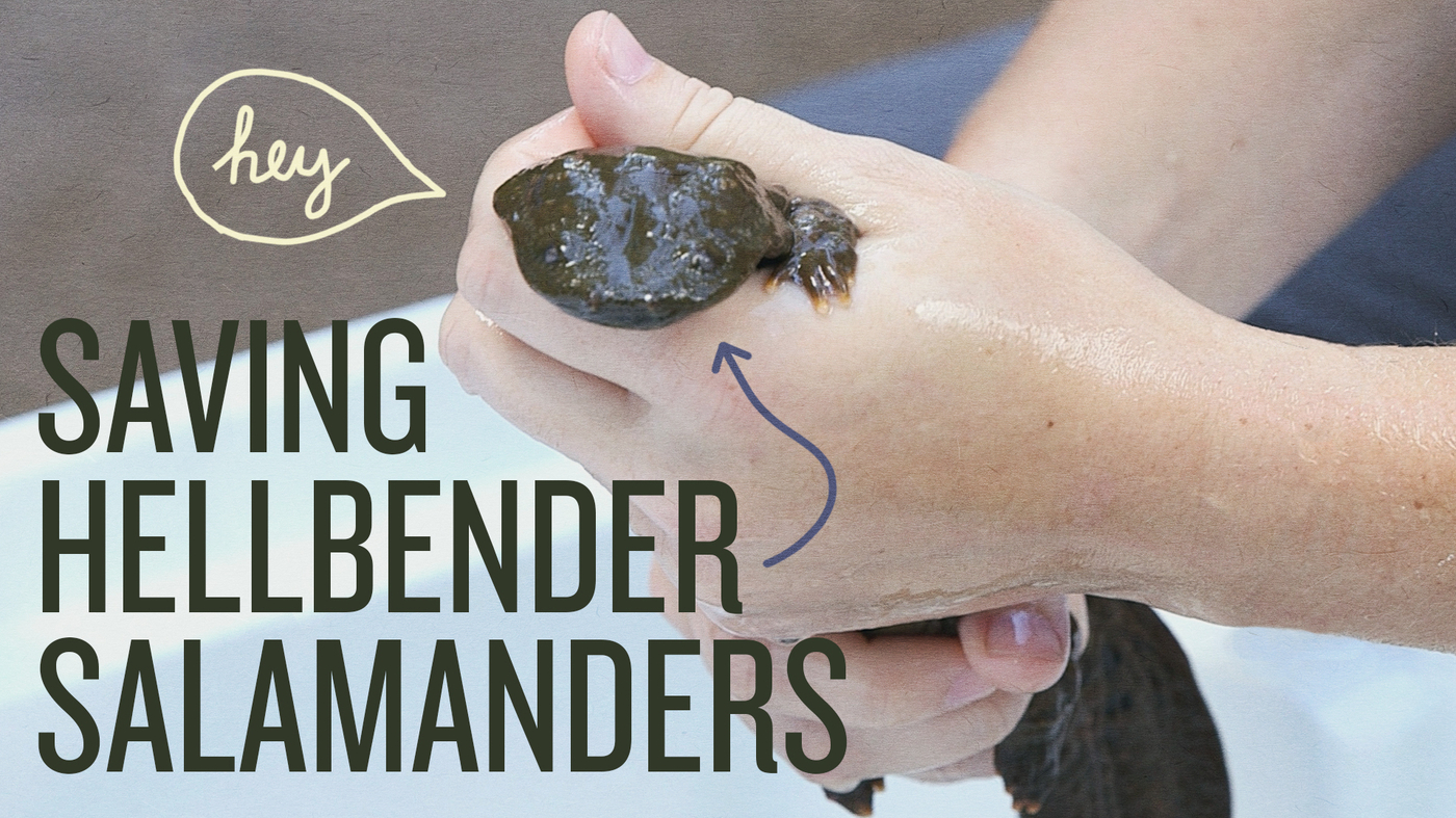 VIDEO: Snot Otters Get A Second Chance In Ohio : NPR