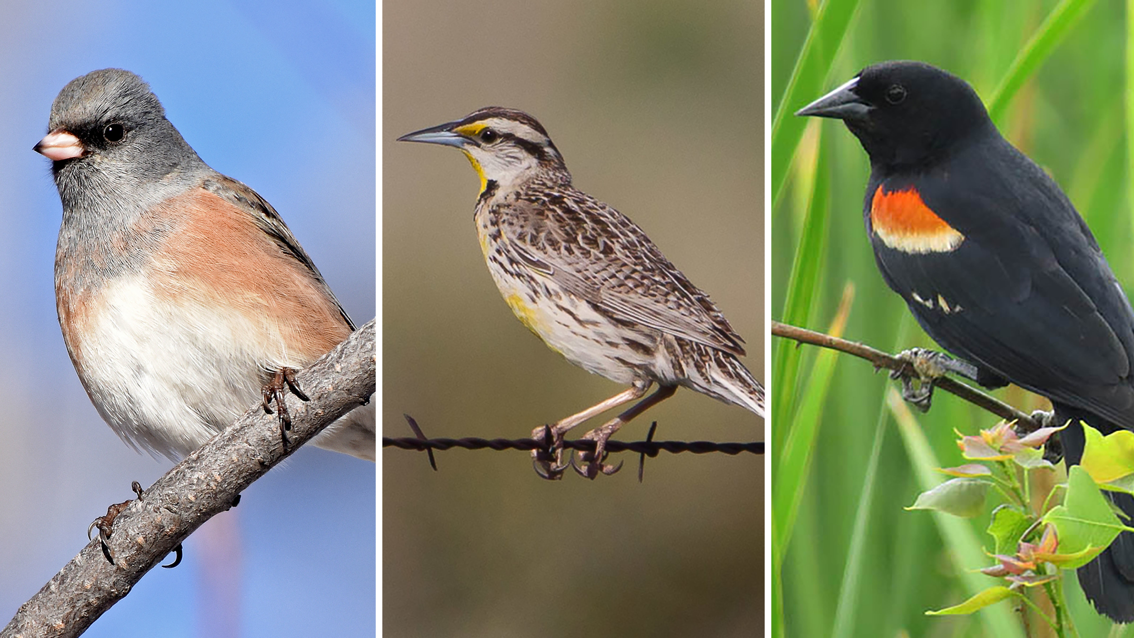 North America Has Lost 3 Billion Birds, Scientists Say