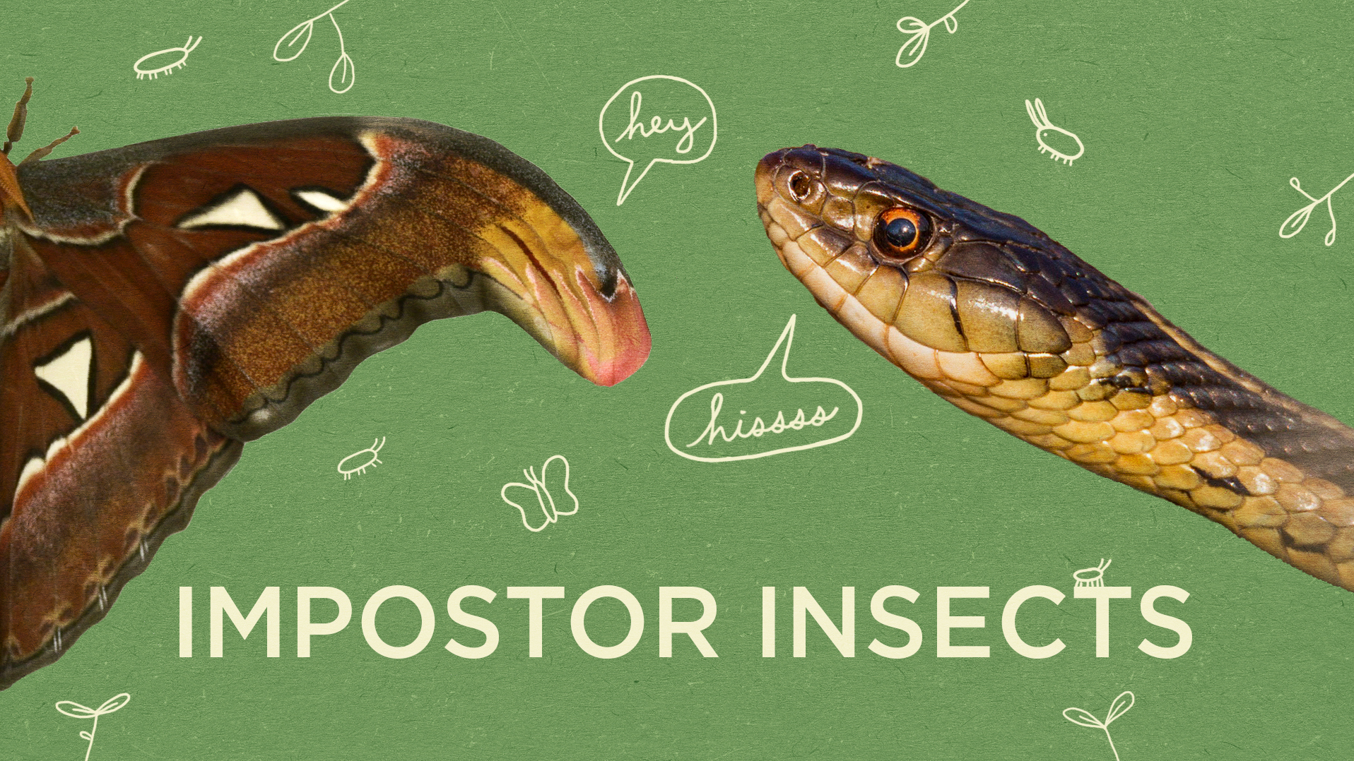 Video: Can You Find The Mimics In America's Largest Insect Collection?