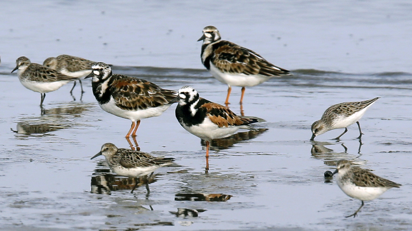 Bird Population In North America Has Plummeted In Past 50 Years : NPR