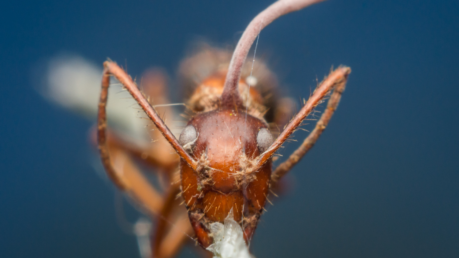 Zombie ant. (Flickr)