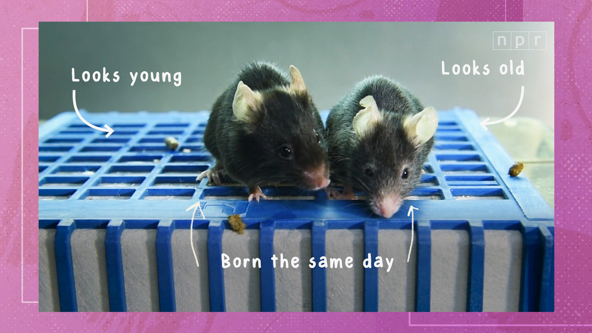 VIDEO: What If Aging Wasn't Inevitable? The Quest To Slow And Even Reverse Aging
