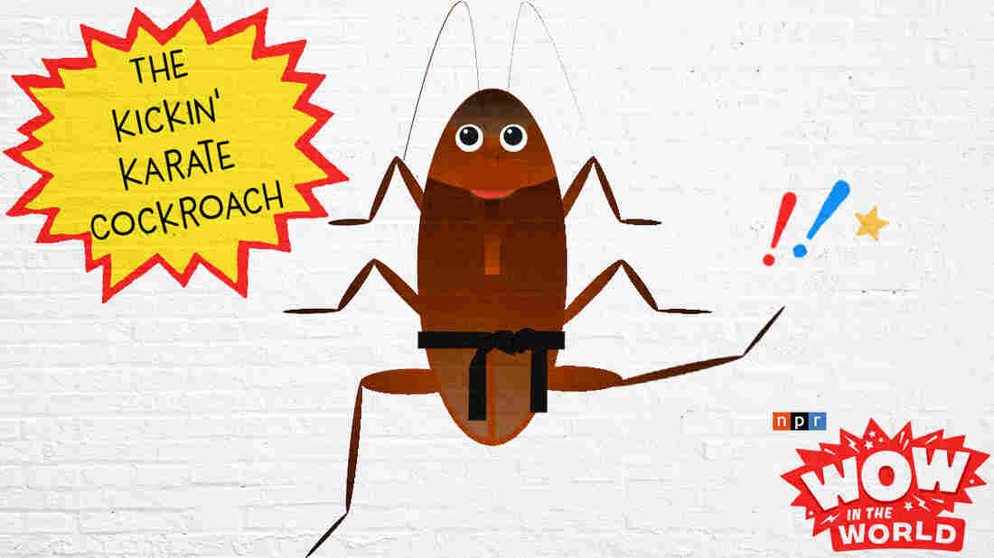 Mindy signs Guy Raz and herself up for a karate lesson! But when she starts talking about cockroaches, jewel wasps, and zombies, Guy Raz quickly realizes that this is not going to be your typical karate class. What in the Wow does Mindy have Up her sleeves this time?