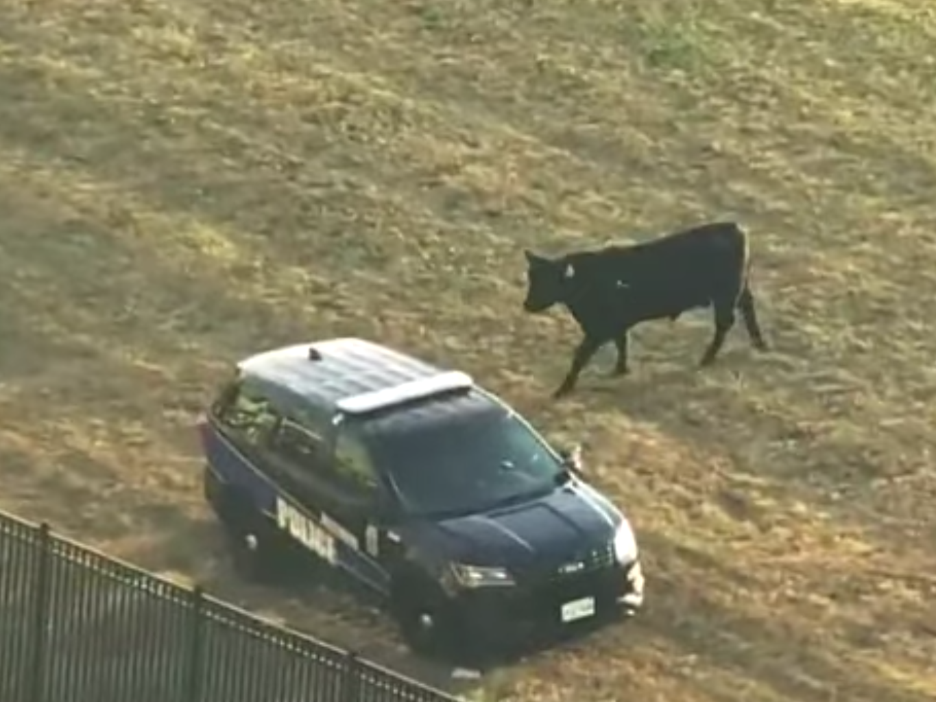 A bull has an afternoon out in Baltimore