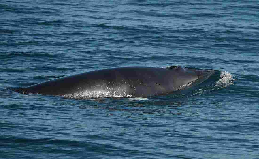 Westlake Legal Group gettyimages-1018270078_custom-fb90811b01e6d50e7458bfa2ac7cd619bbfff245-s1100-c15 The Gulf Of Maine Is Warming, And Its Whales Are Disappearing
