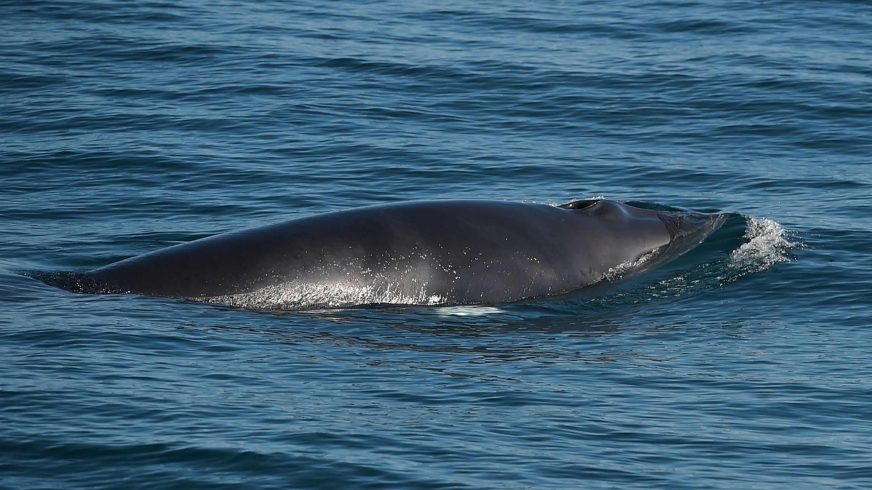 Warming Waters In The Gulf Of Maine Threaten Whale Populations - NPR