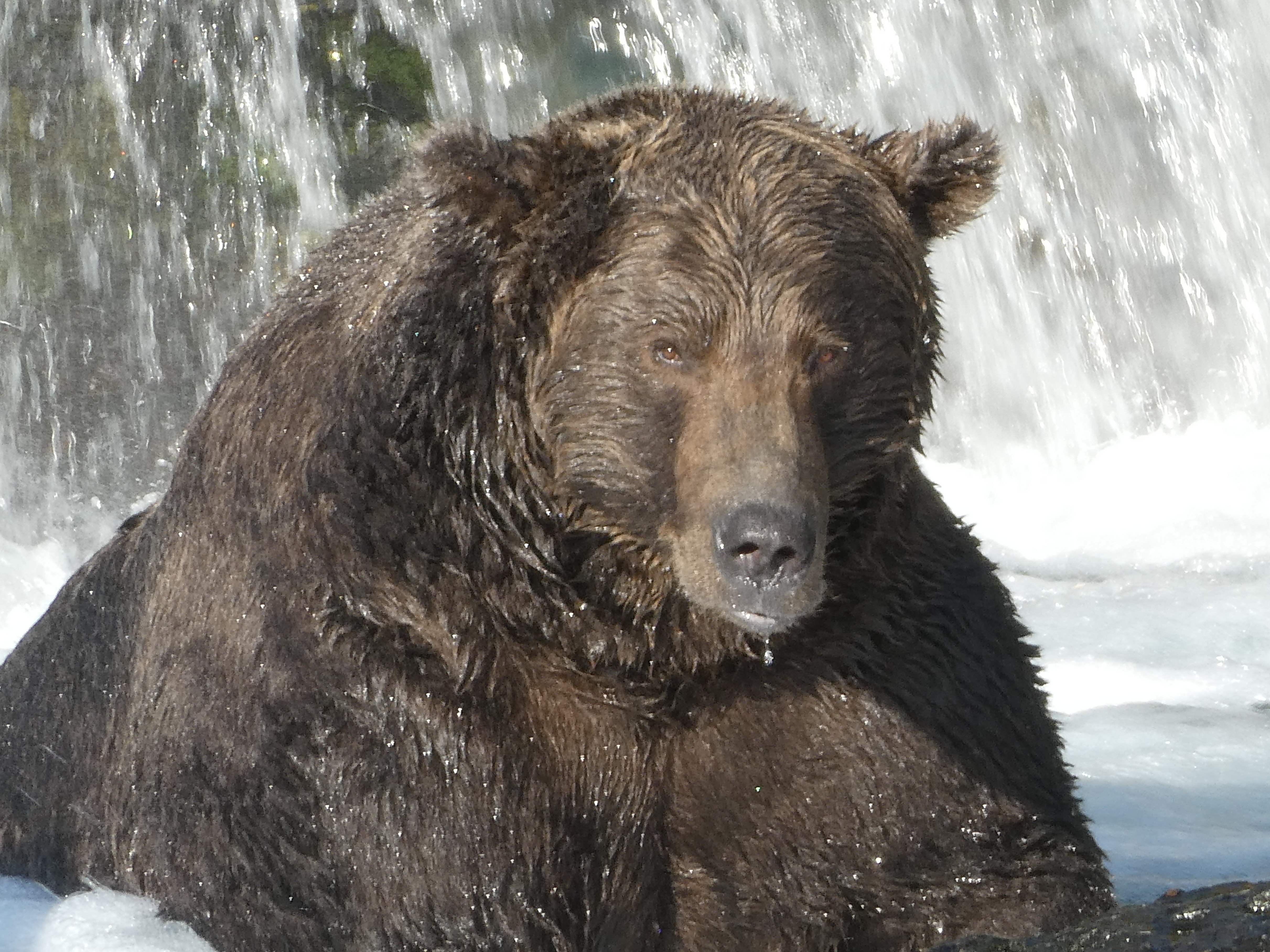 bear-68.jpg