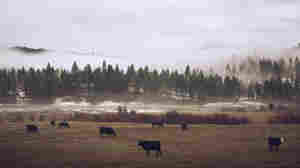 Cattle Mystery: Some Readers Have Beef