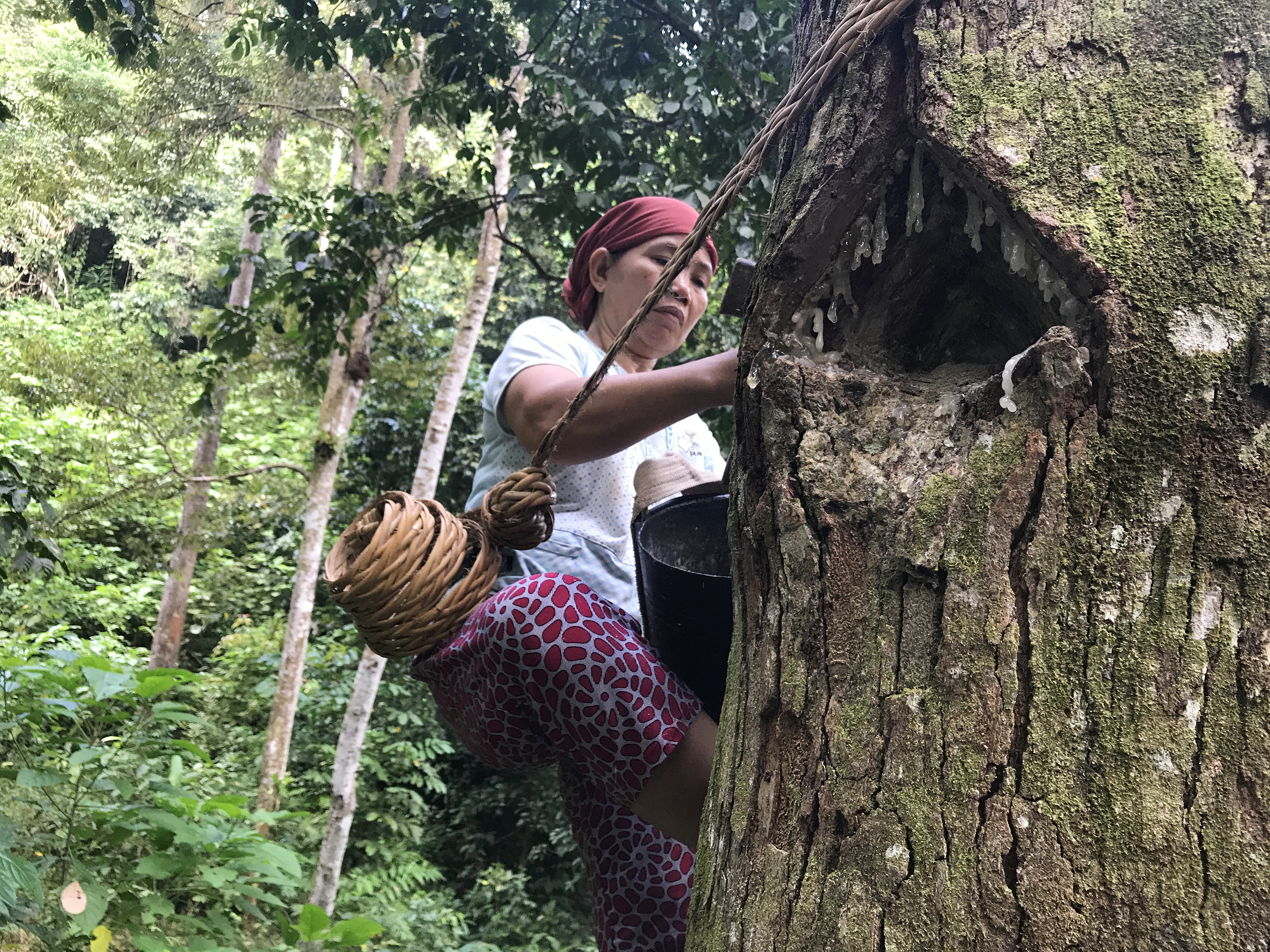 Could This Tree Be An Eco-Friendly Way To Wean Indonesian Farmers Off Palm Oil?