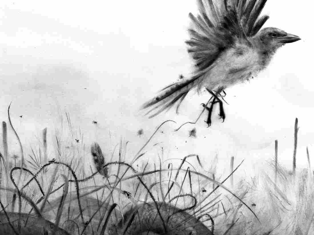A bird tries to escape the weeds that have trapped it on the ground.