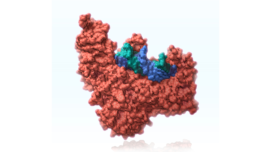 Scientists are exploring a new technique, called prime editing, that is more precise than CRISPR and which uses certain enzymes, including reverse transcriptase, to edit DNA. (Evan Oto/Science Source)