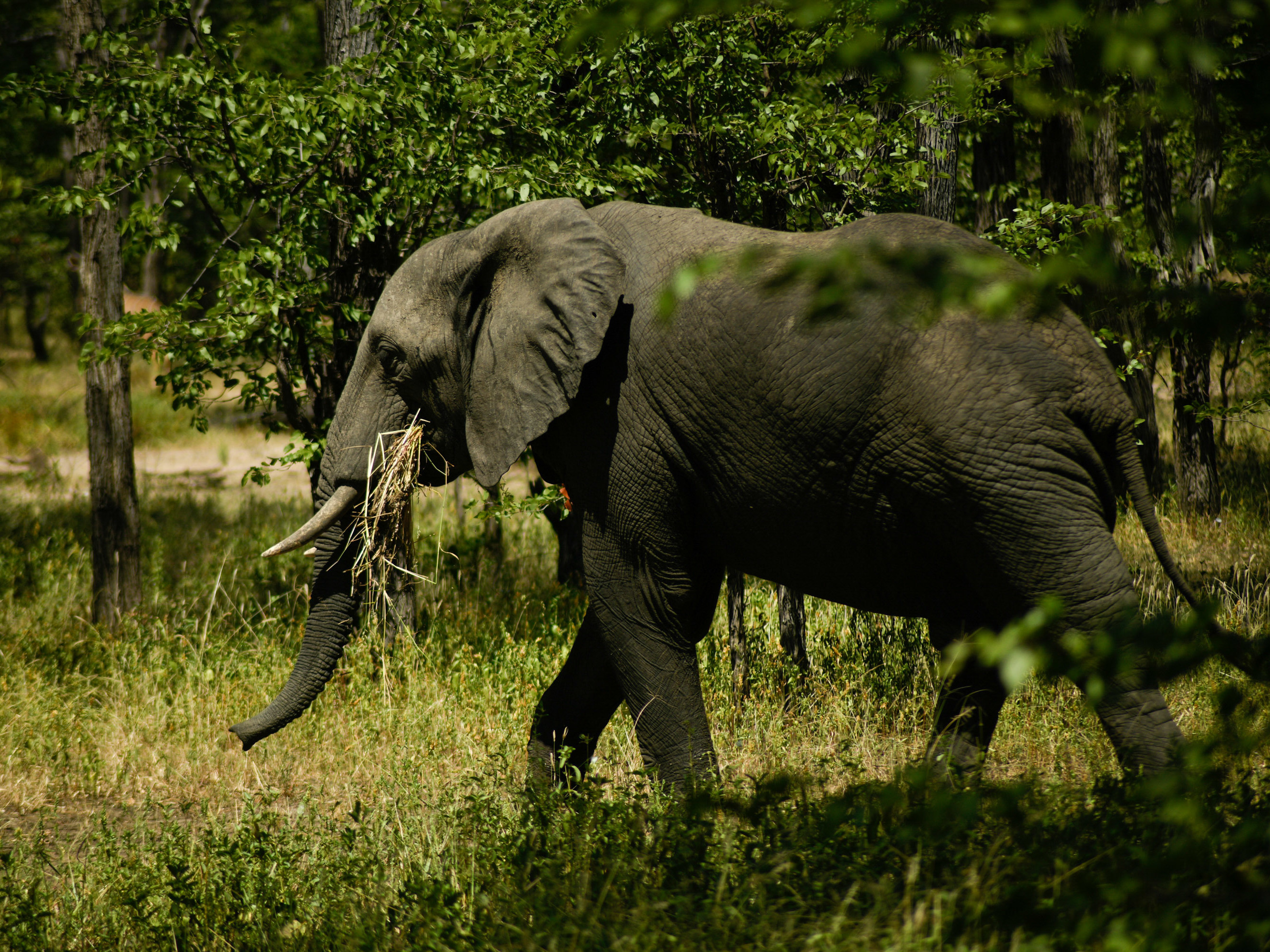 There are two kinds of elephants in Africa: the forest elephant and the savanna elephant (above), photographed this past spring in Liwonde National Park in Malawi. The Great Elephant Census found that Africa's savanna elephant population decreased by about a third in the seven years between 2007 and 2014. (Thoko Chikondi for NPR)