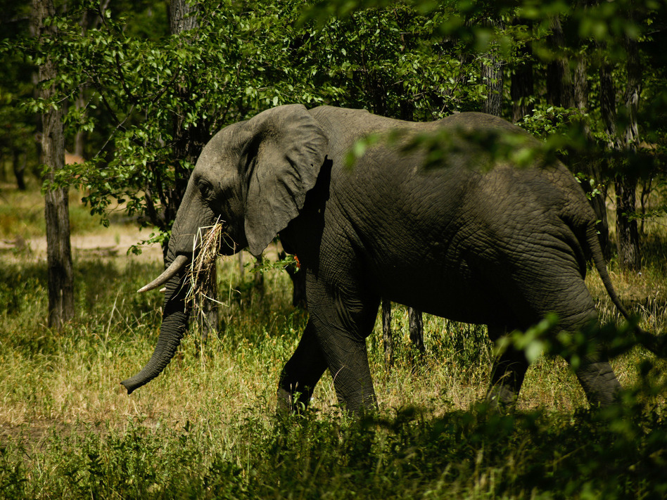 There are two kinds of elephants in Africa: the forest elephant and the savanna elephant (above), photographed this past spring in Liwonde National Park in Malawi. The Great Elephant Census found that Africa's savanna elephant population decreased by about a third in the seven years between 2007 and 2014.