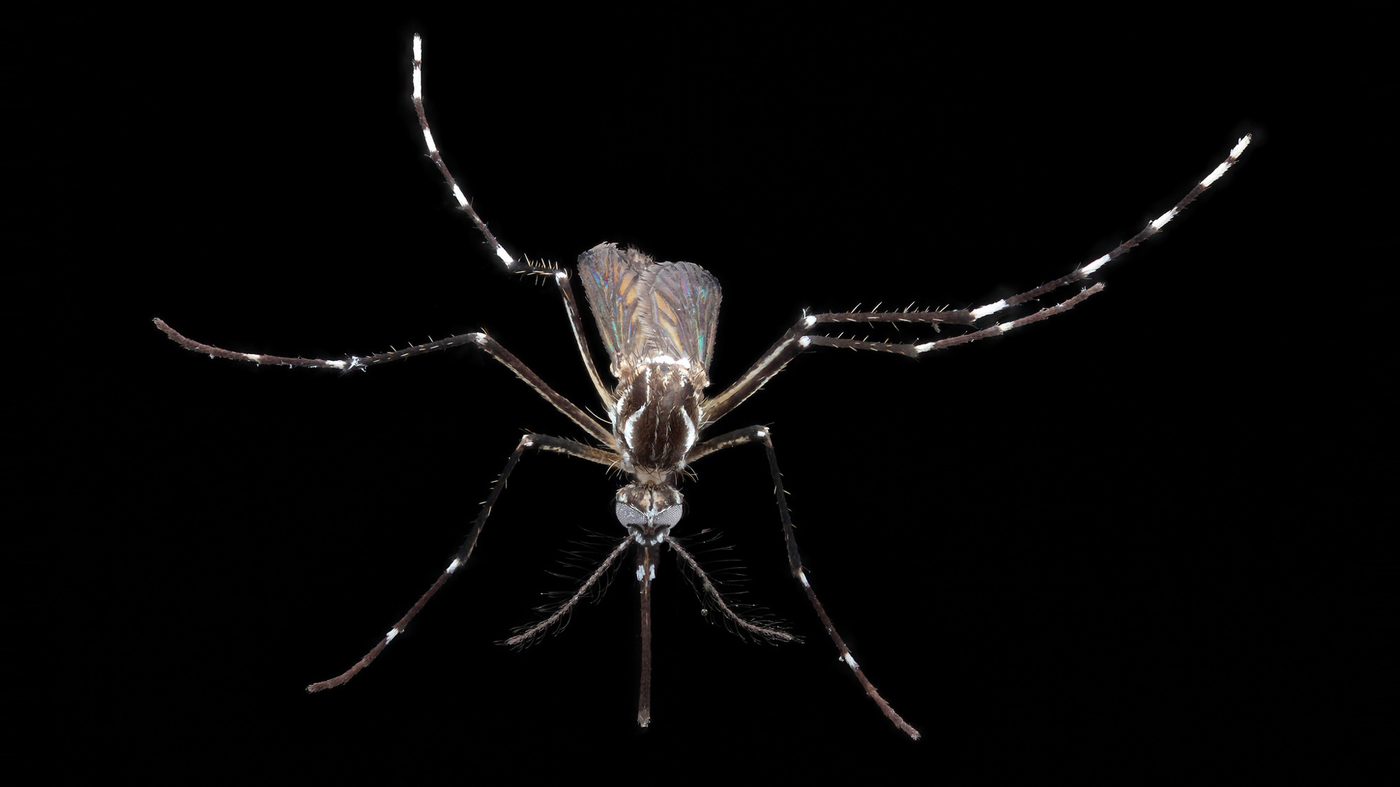 How to make a really scary Halloween costume: The bloodsucking mosquito : Goats and Soda : NPR - Vimarsana News