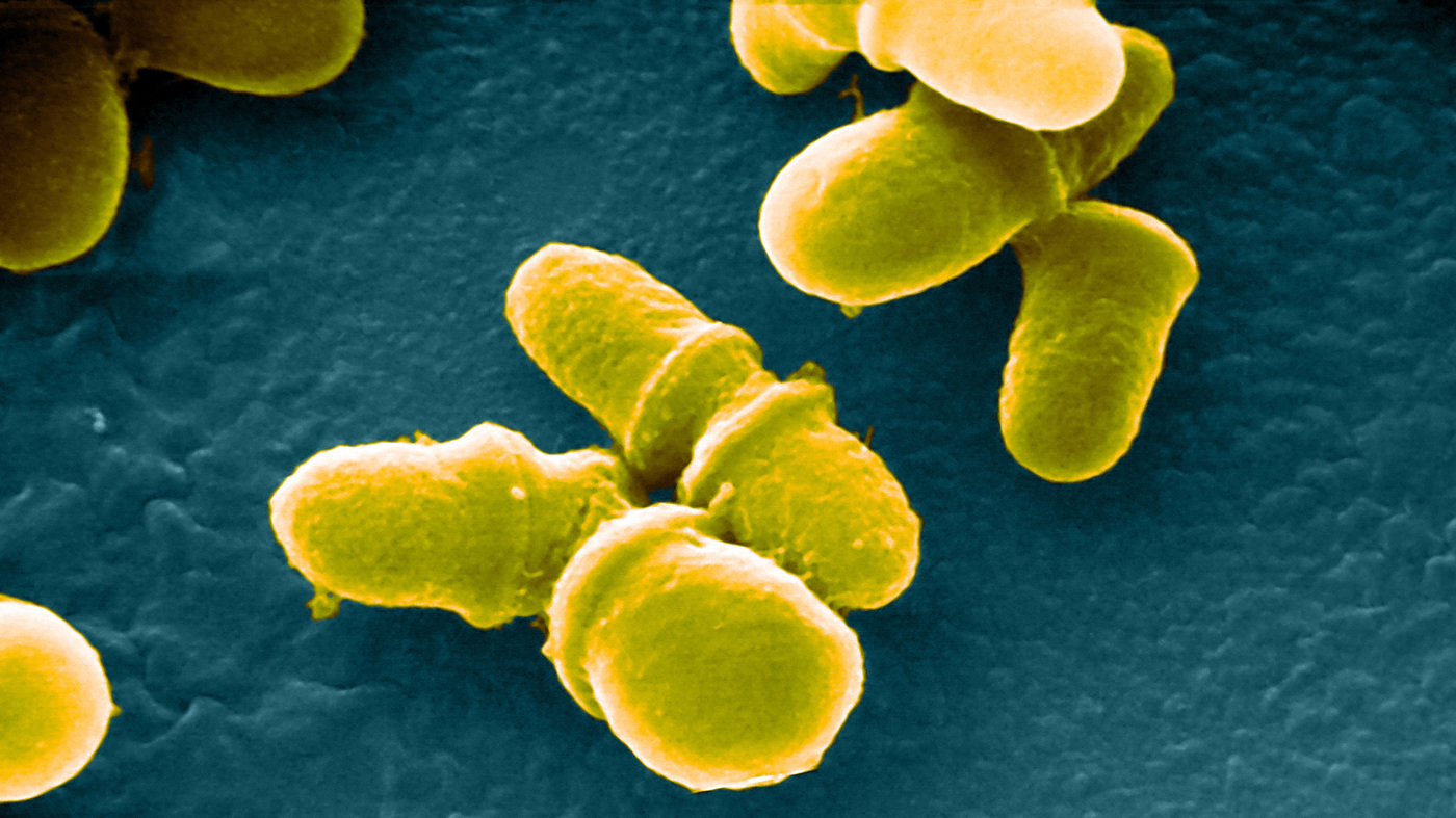Scrubbing Your House Of Bacteria Could Clear The Way for Fungus