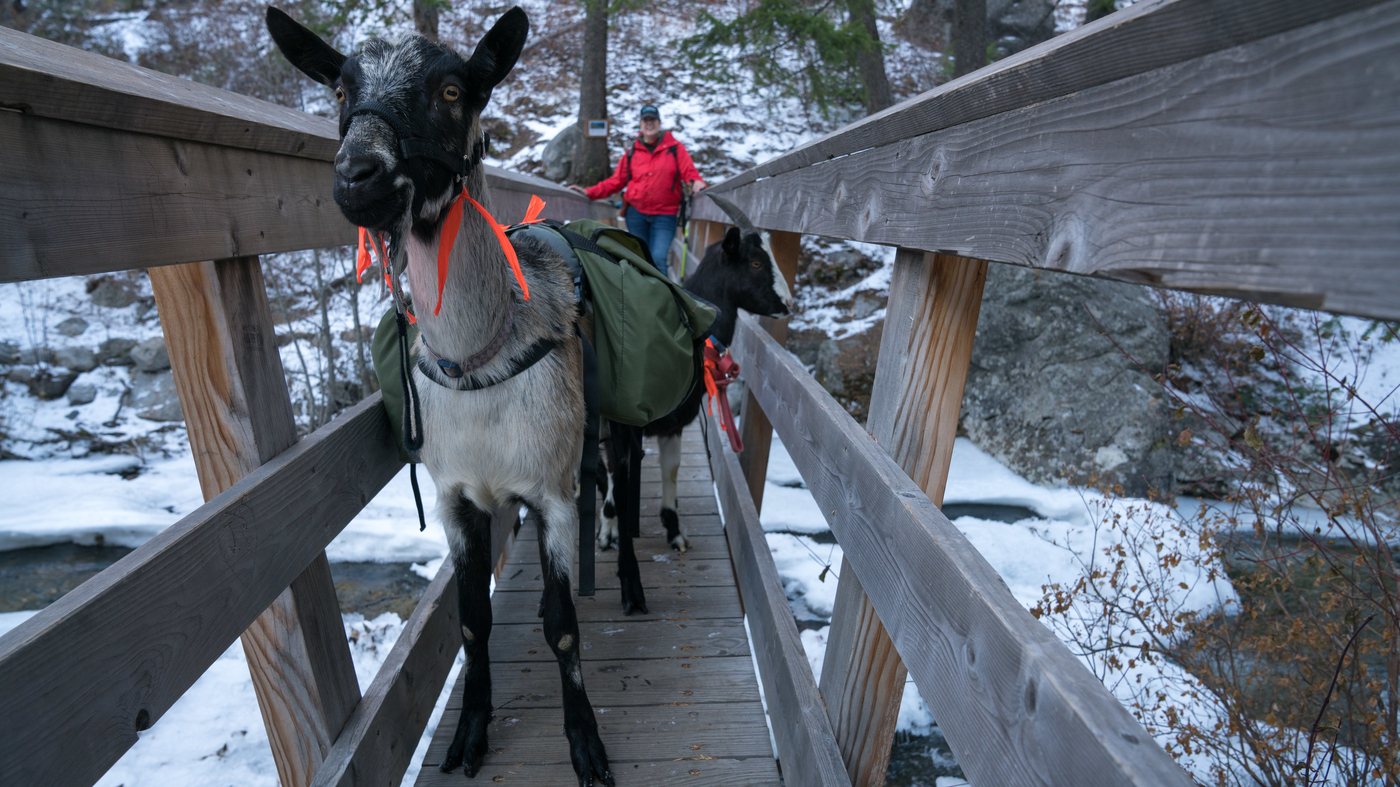 Goats Are Picking Up The Load For Backcountry Travelers. Some Worry