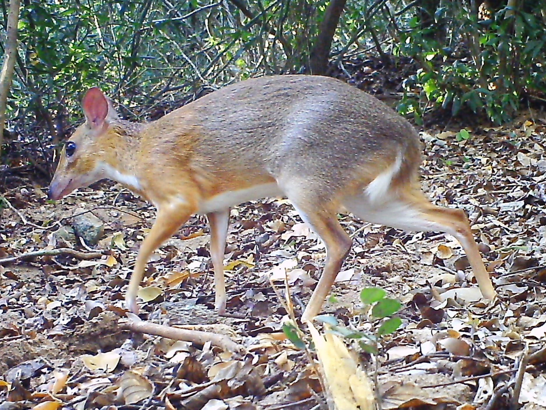 Nearly 30 years after its last documented sighting, a silver-backed chevrotain was spotted by a camera set up in the forest of southern Vietnam. (Southern Institute of Ecology/Global Wildlife Conservation/Leibniz Institute for Zoo and Wildlife Research/NCNP)