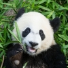With 65 Pounds Of Bamboo, Giant Panda 'Bei Bei' Prepares For Flight To China