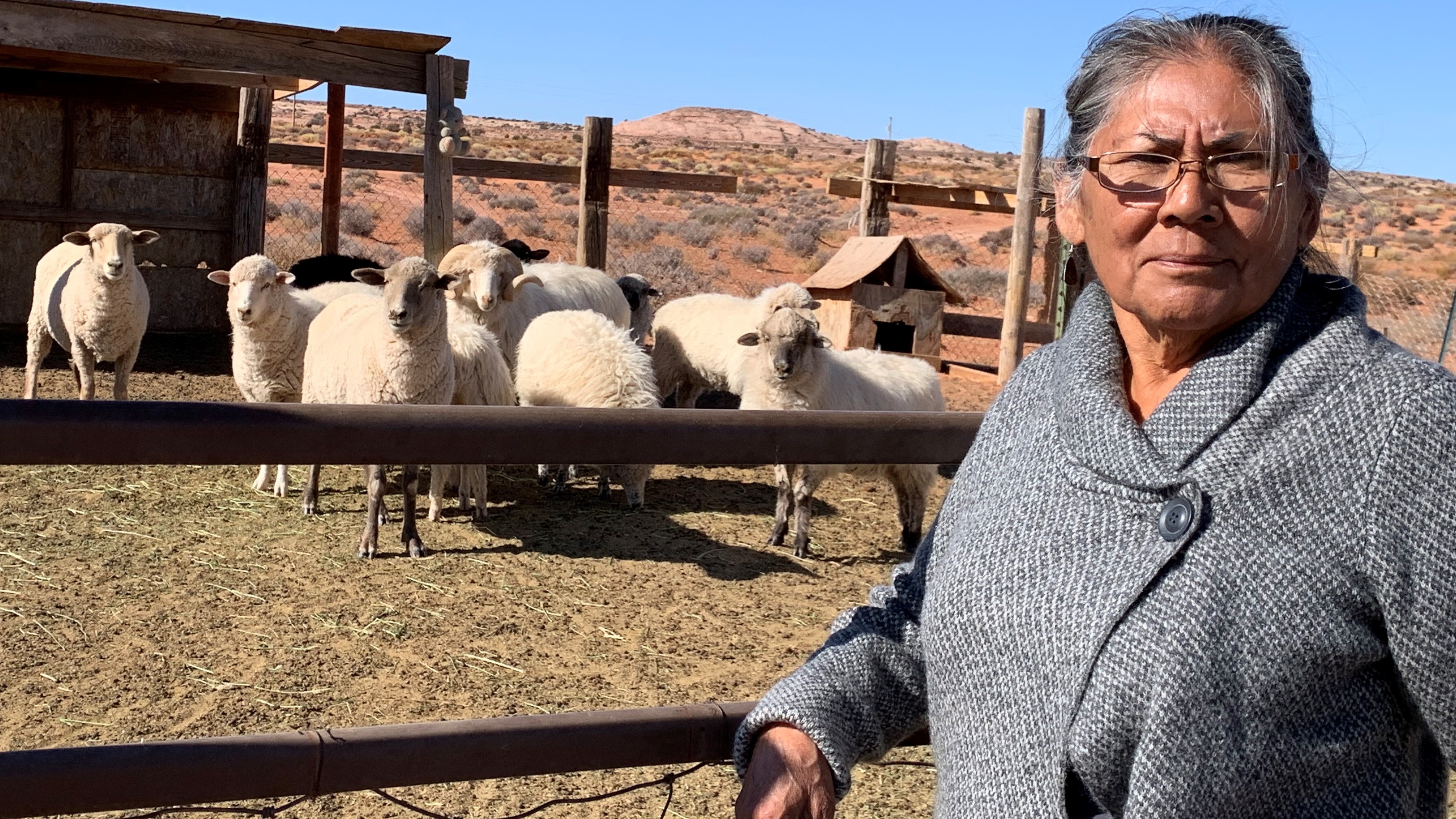 Darlene Yazzie typically hauls water from a windmill 5 miles from her house for her sheep. Officials tell her it's unsafe for humans but OK for livestock.