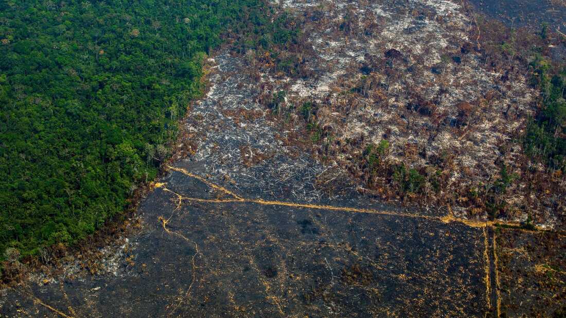 Amazon Rainforest Sees Biggest Spike In Deforestation In Over A Decade Npr