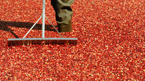 Susan Stamberg's Cranberry Relish Tradition : NPR