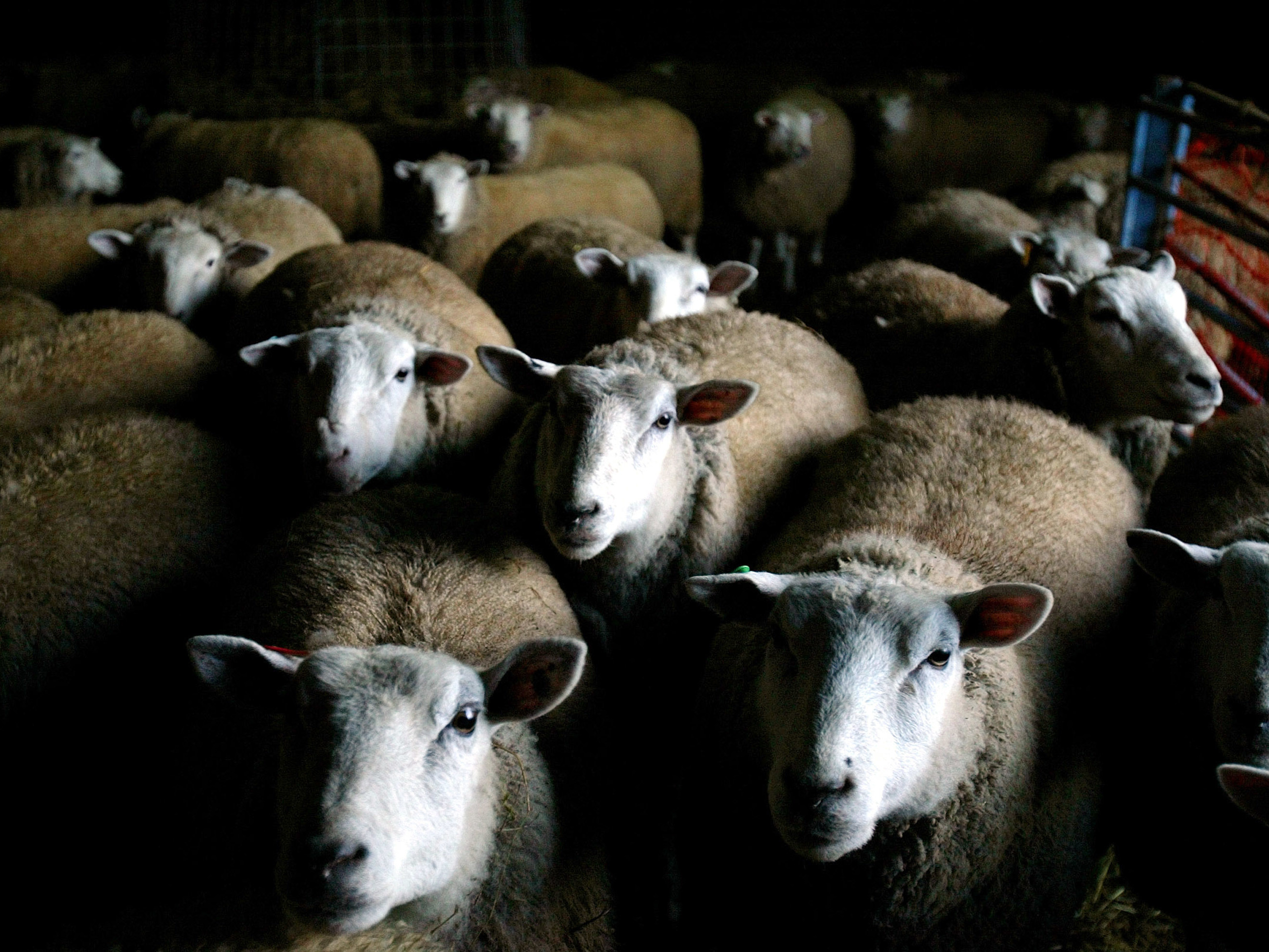 After WWII, Mutton Fell Out Of Favor In The U.S. Can It Make A Comeback?