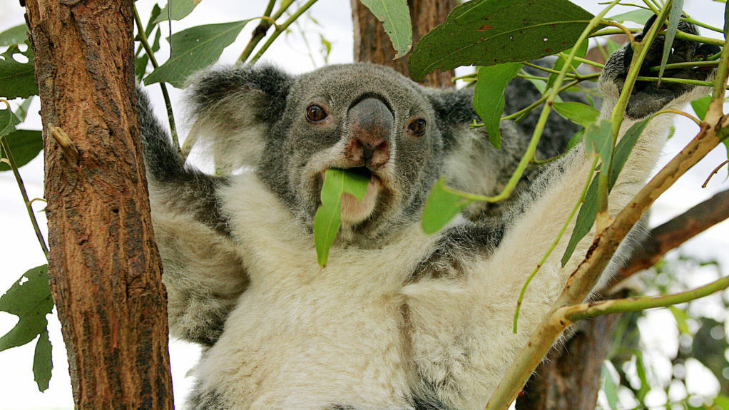 A koala relaxes at the world's largest and oldest-established koala haven: Lone Pine Koala Sanctuary near Brisbane. (TORSTEN BLACKWOOD/AFP VIA GETTY IMAGES)
