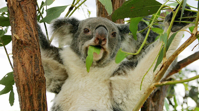 No Koalas Aren T Functionally Extinct But They Are In Danger 1a Npr