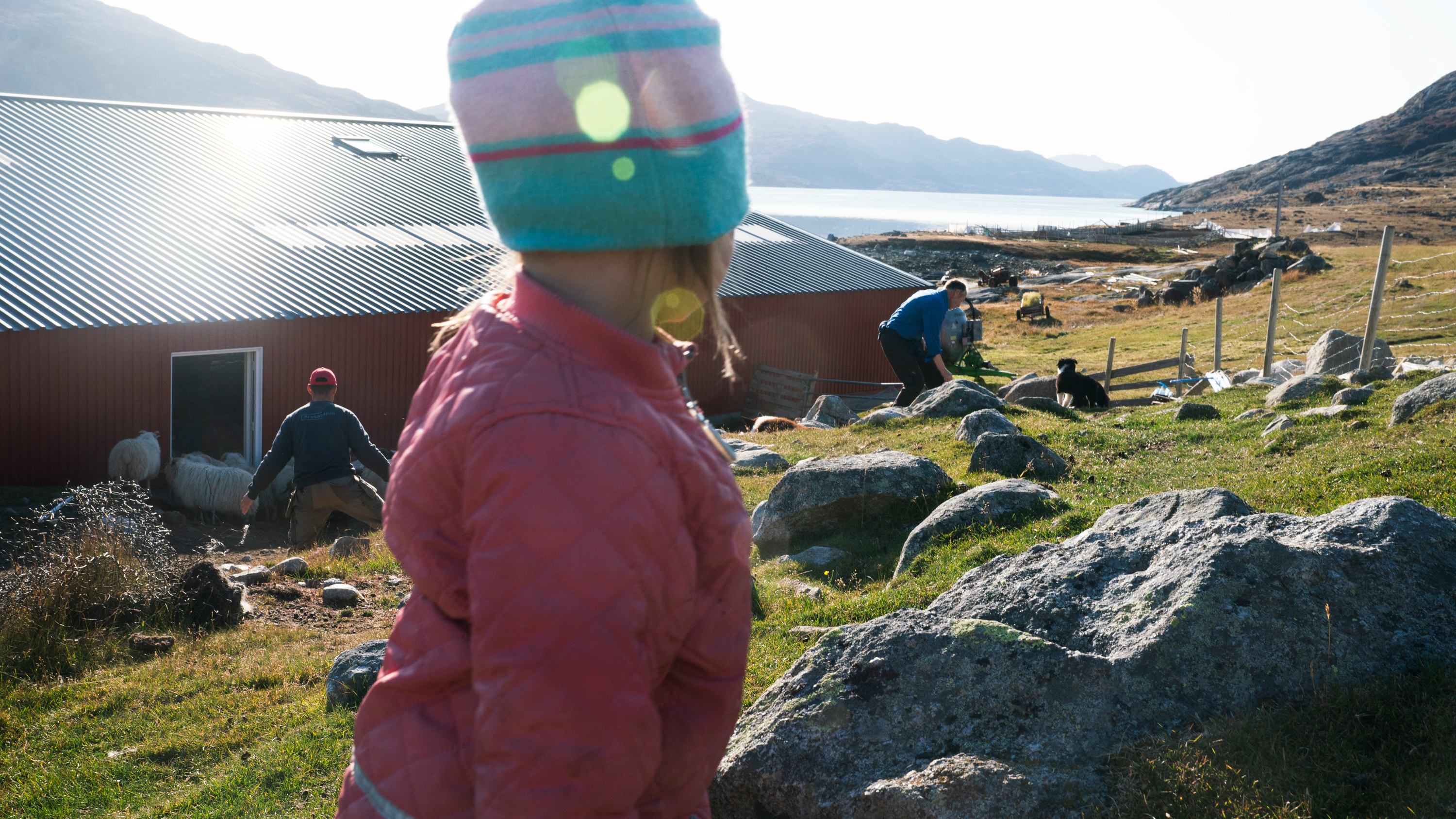 In A Warming Greenland, A Farming Family Adapts To Drought — And New