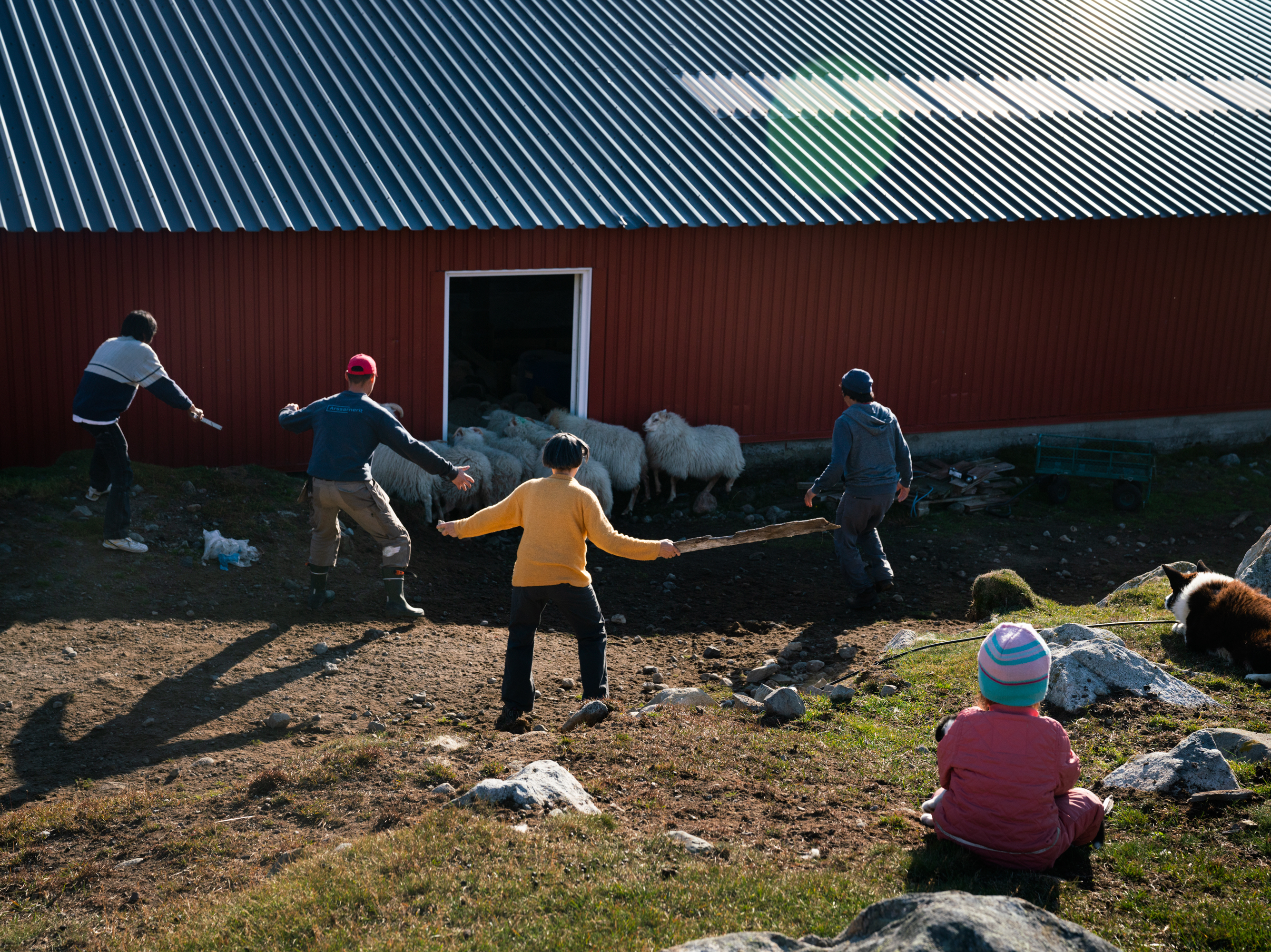 In A Warming Greenland, A Farming Family Adapts To Drought — And New